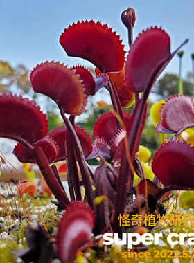 D.‘red piranha’红色食人鱼捕蝇草食虫植物红色系列大夹子品种