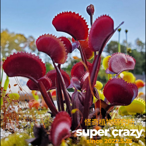 D.‘red piranha’红色食人鱼捕蝇草食虫植物红色系列大夹子品种
