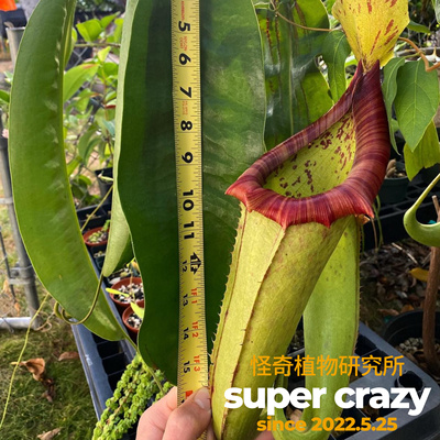 N.x Miranda米兰达猪笼草食虫植物大笼子阳台盆栽