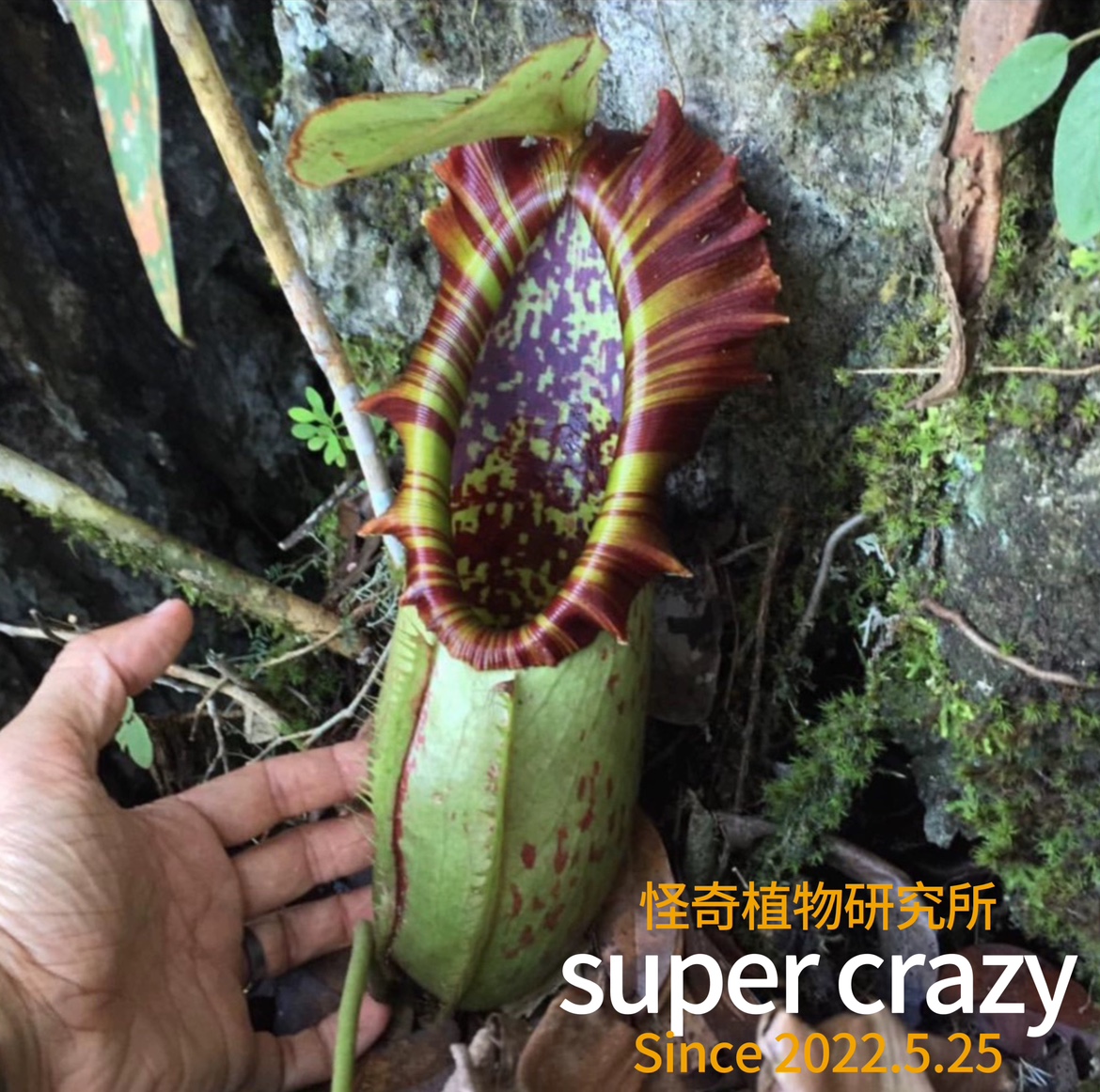 Nepenthes northiana诺斯猪笼草食虫植物雨林缸生态微景观造景
