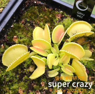 D.green wizard绿巫师捕蝇草食虫植物微景观生态水陆雨林缸造景
