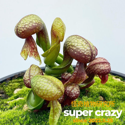 Darlingtonia californica眼镜蛇瓶子草稀有高端食虫植物进阶品种