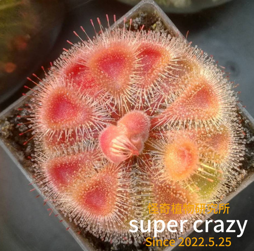 D.burmanni锦地罗茅膏菜食虫植物新手推荐苔藓微景观水陆雨林缸