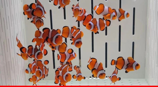 人工公子小丑鱼海水生物尼莫海缸奥黑毕加索熊猫血印小丑鱼观赏鱼