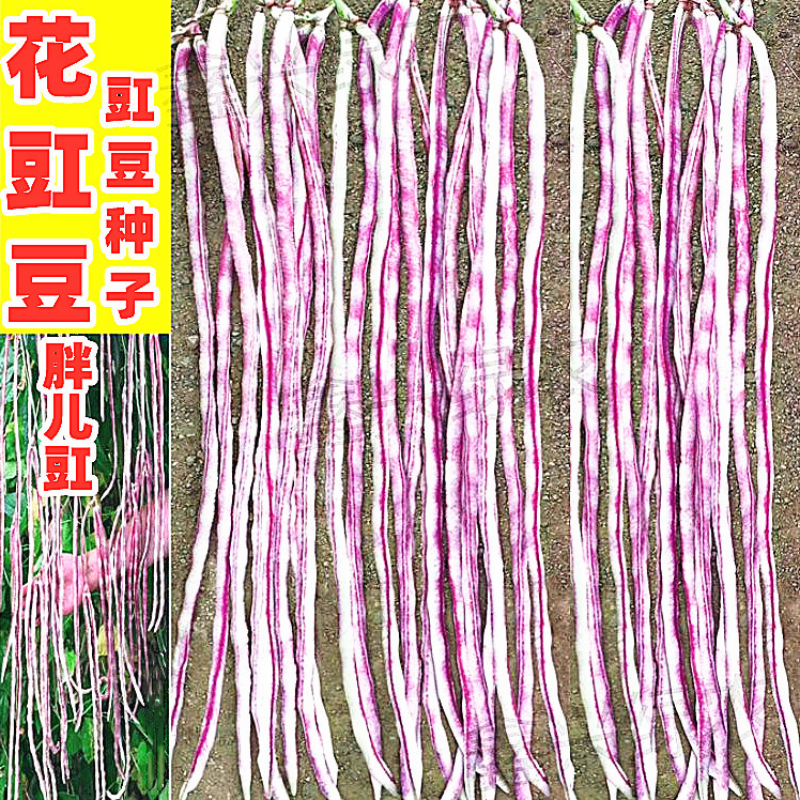 花胖豇豆种子春播肉厚长豆角种籽