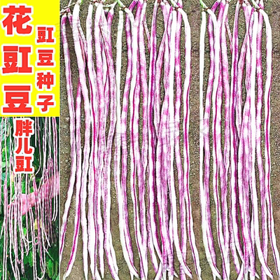 花豇豆种子厚肉春季蔬菜