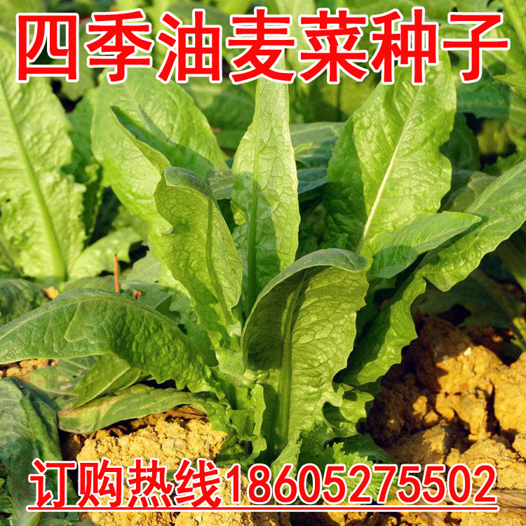 阳台蔬菜庭院地栽菜籽四季油麦菜种子凤尾苦菜牛俐生菜含维生素高