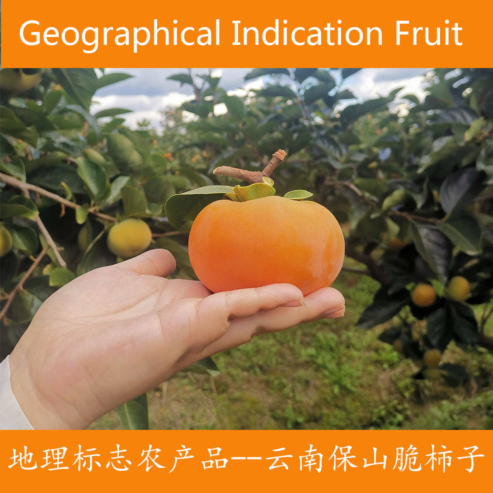 云南保山老树脆甜柿子次郎硬柿子头茬新果糖心新鲜当季水果