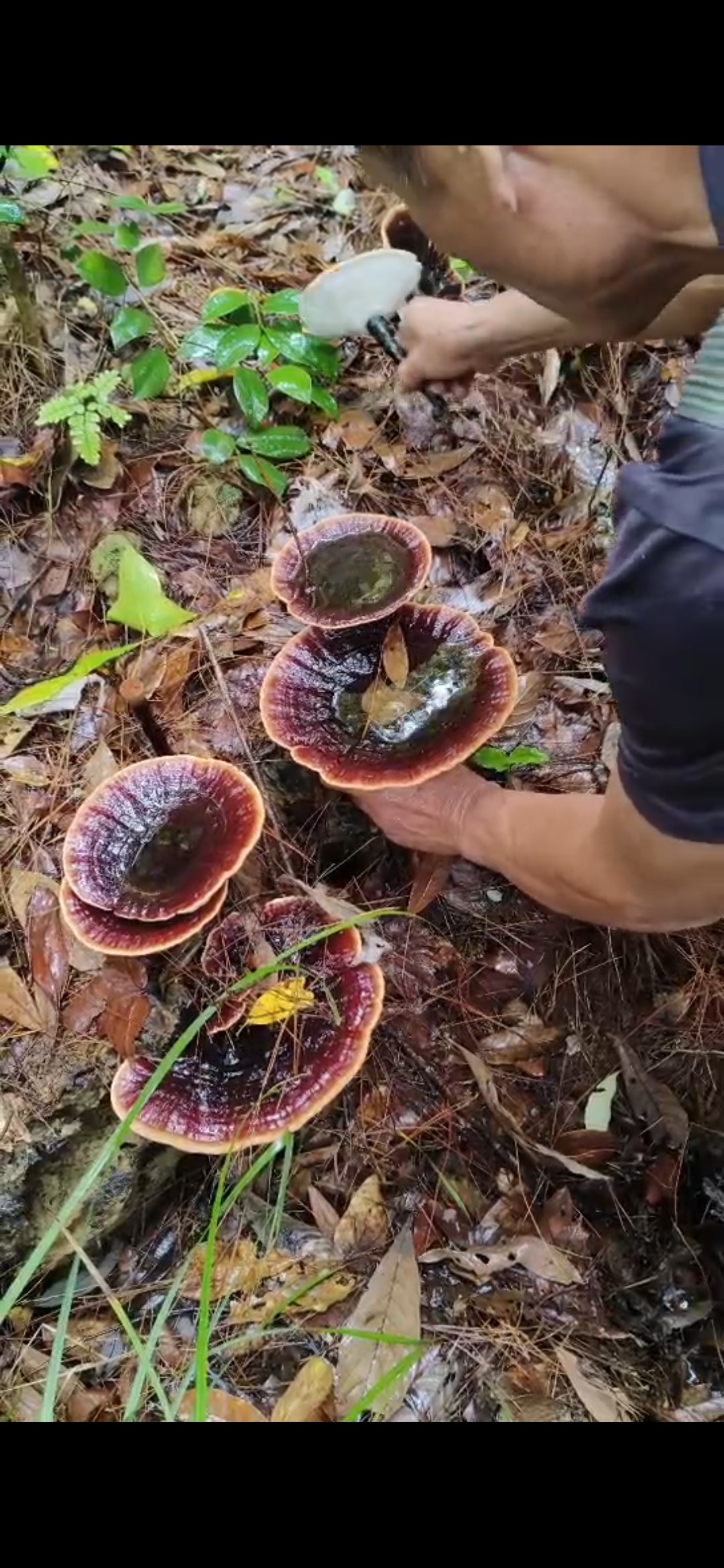广西纯野生灵芝正宗枫木头赤血灵芝特级整枝可切片泡酒药材灵芝
