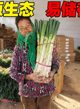 [现挖现发]正宗山东铁杆大葱新鲜带皮去半叶带葱根原生态发货毛葱
