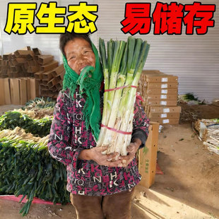 [现挖现发]正宗山东铁杆大葱新鲜带皮去半叶带葱根原生态发货毛葱
