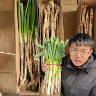正宗山东大葱铁杆现挖现发脆甜辛辣生吃炒菜新鲜发货 直播专拍