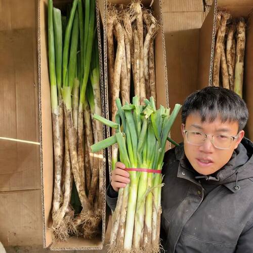 正宗山东铁杆大葱现挖脆甜生吃