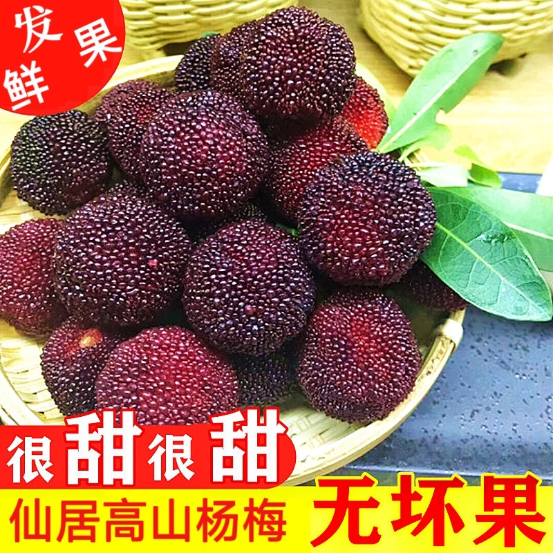 正宗仙居荸荠杨梅新鲜果孕妇时令泡酒当季现摘现发顺丰空运礼盒
