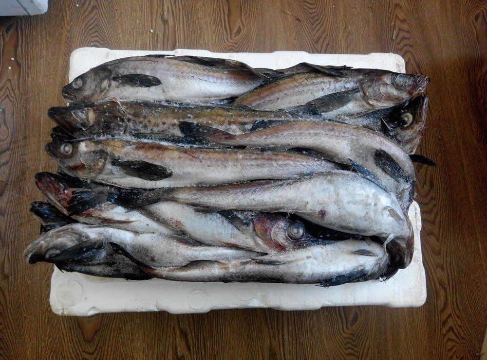 明太鱼新鲜明太鱼冷冻明太鱼延边延吉