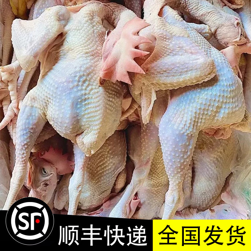 广东新鲜清远大脆皮鸡4-5斤火锅鸡煲切片打边炉整鸡冷冻商用批发