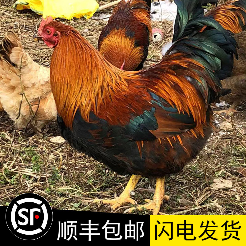 生鲜阉鸡太监鸡肉新鲜现杀农家散养大扇鸡整只白切鸡酒店商用包邮