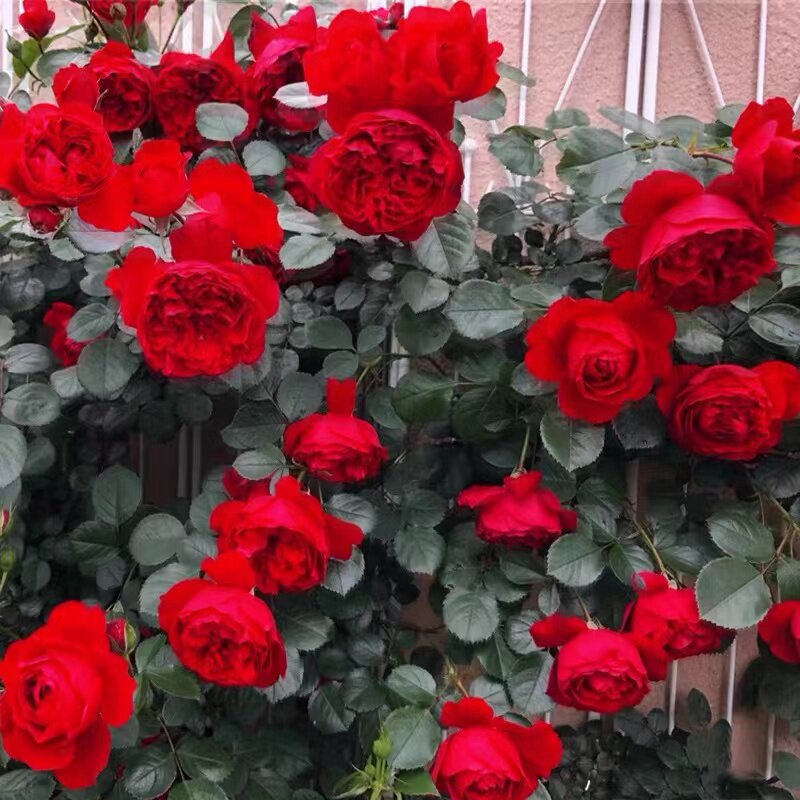 【顺丰包邮】蒂娜藤本月季 多季节开花 庭院爬藤花卉