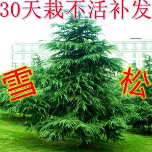 雪松树苗庭院绿化四季常青不落叶耐寒耐旱盆栽苗宝塔松圣诞行道树