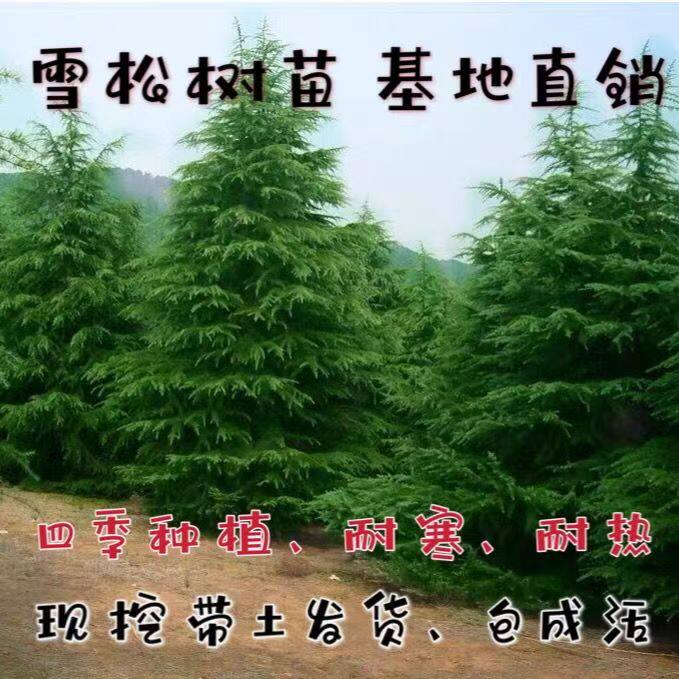 雪松树苗庭院绿化四季常青不落叶