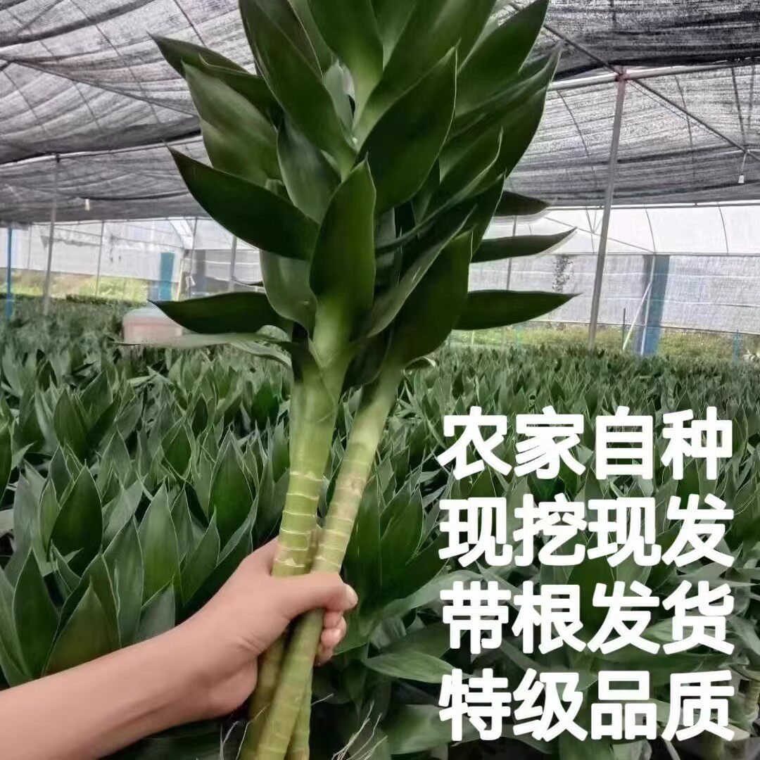 带根大叶富贵竹观音竹荷花竹室内办公室水培植物净化空气供佛土养