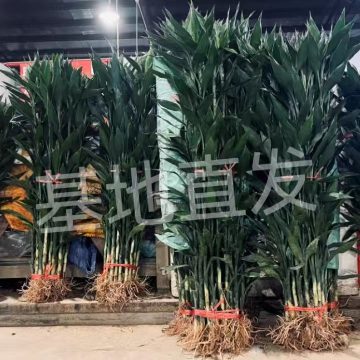 带根富贵竹大叶竹水培客厅