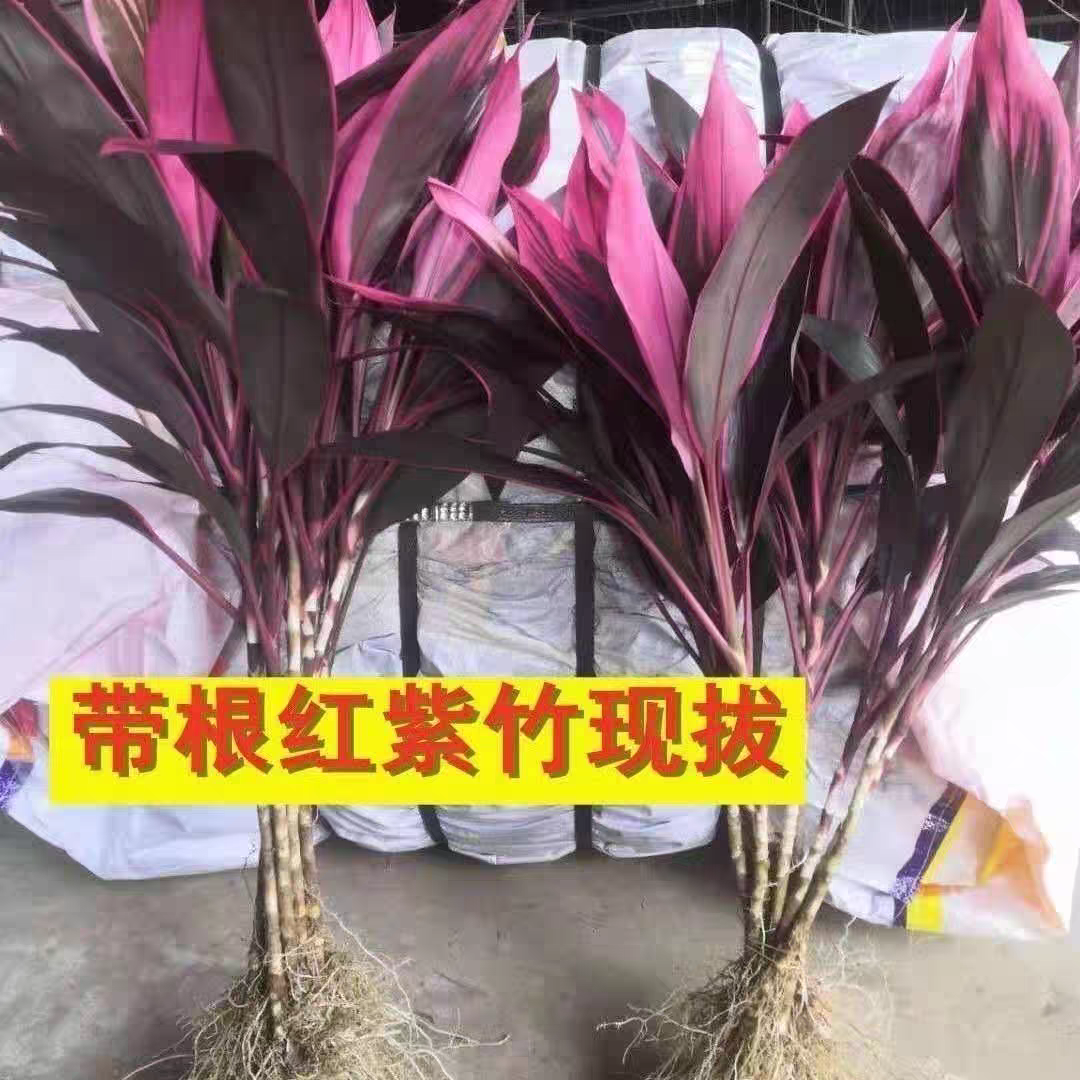 带根水培红紫竹鸿运当头