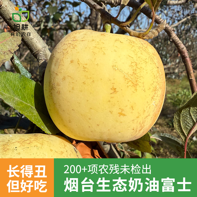 生态烟台奶油富士苹果
