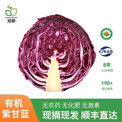 旭耕有机紫甘蓝500g现摘新鲜蔬菜