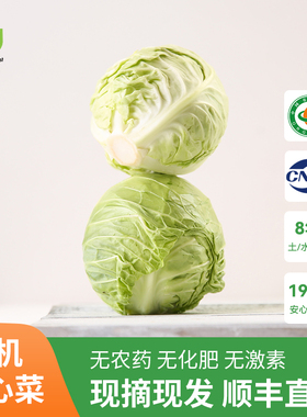 旭耕有机卷心菜500g包菜绿甘蓝新鲜蔬菜洋白菜圆白菜卷芯菜拌沙拉