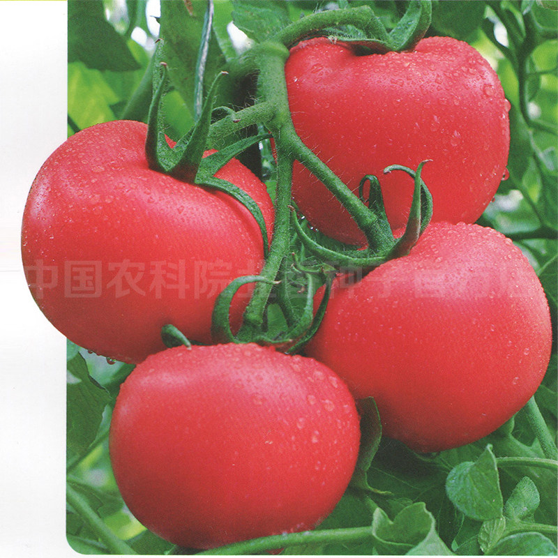 Netherlands Precocious Tomato seeds Large fruit High yield Hypothermia TY Nematodes Fruit powder Vegetables Tomatoesin the Agricultural goods , Seed/Seedlings , Vegetable Seeds  category - from Buy2taobao.com to provide professional Taobao agent buy service