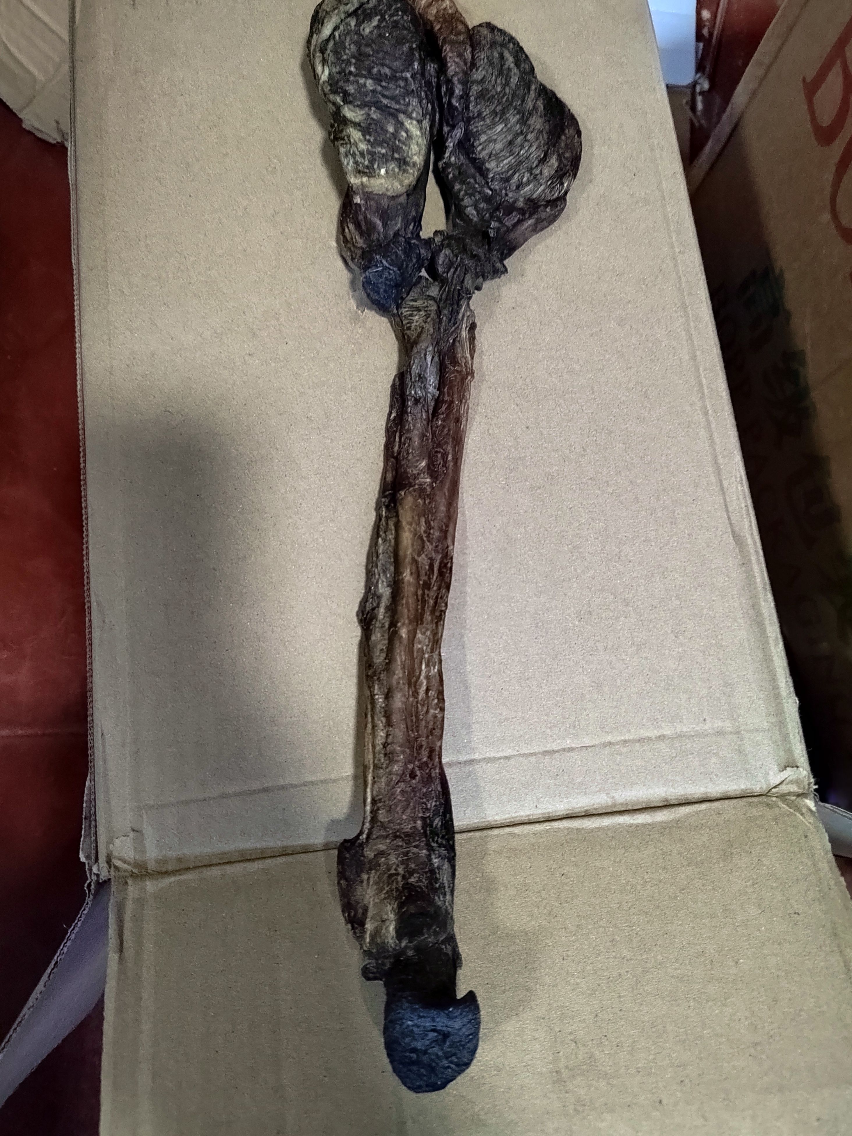 中药材 驴鞭 驴肾带蛋 驴鞭干滋补泡酒料整根重约100克一条】免邮