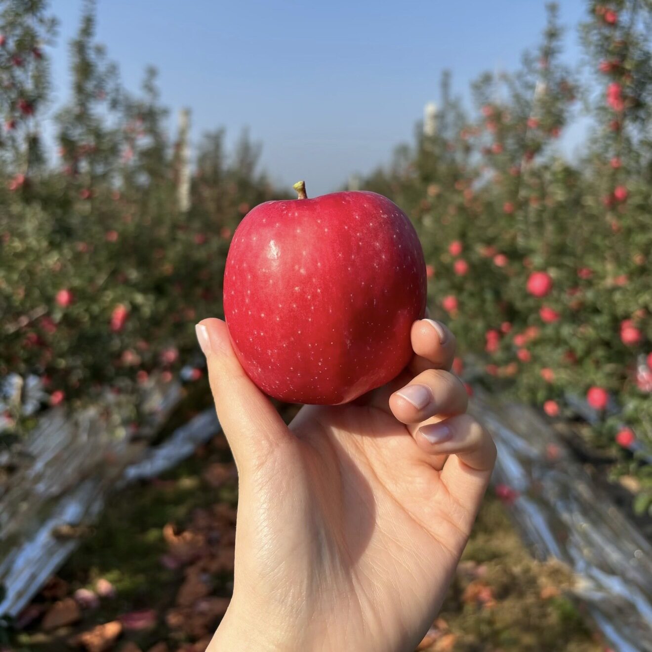 瑞香红苹果新鲜现摘现发图片