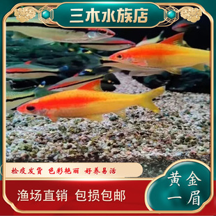 泰國黃化一眉白化一眉印尼黃金一眉道人魚那道金斯鲃熱帶觀賞魚