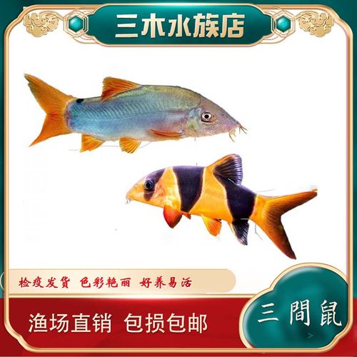 三间鼠底层鱼小丑泥鳅热带小型鱼