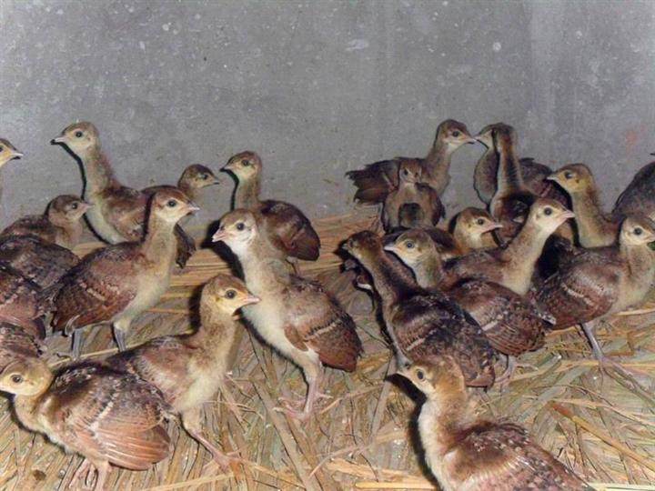 蓝孔雀孔雀苗 大别山湖北黄冈150一只脱温蓝孔雀幼苗观赏养殖包邮