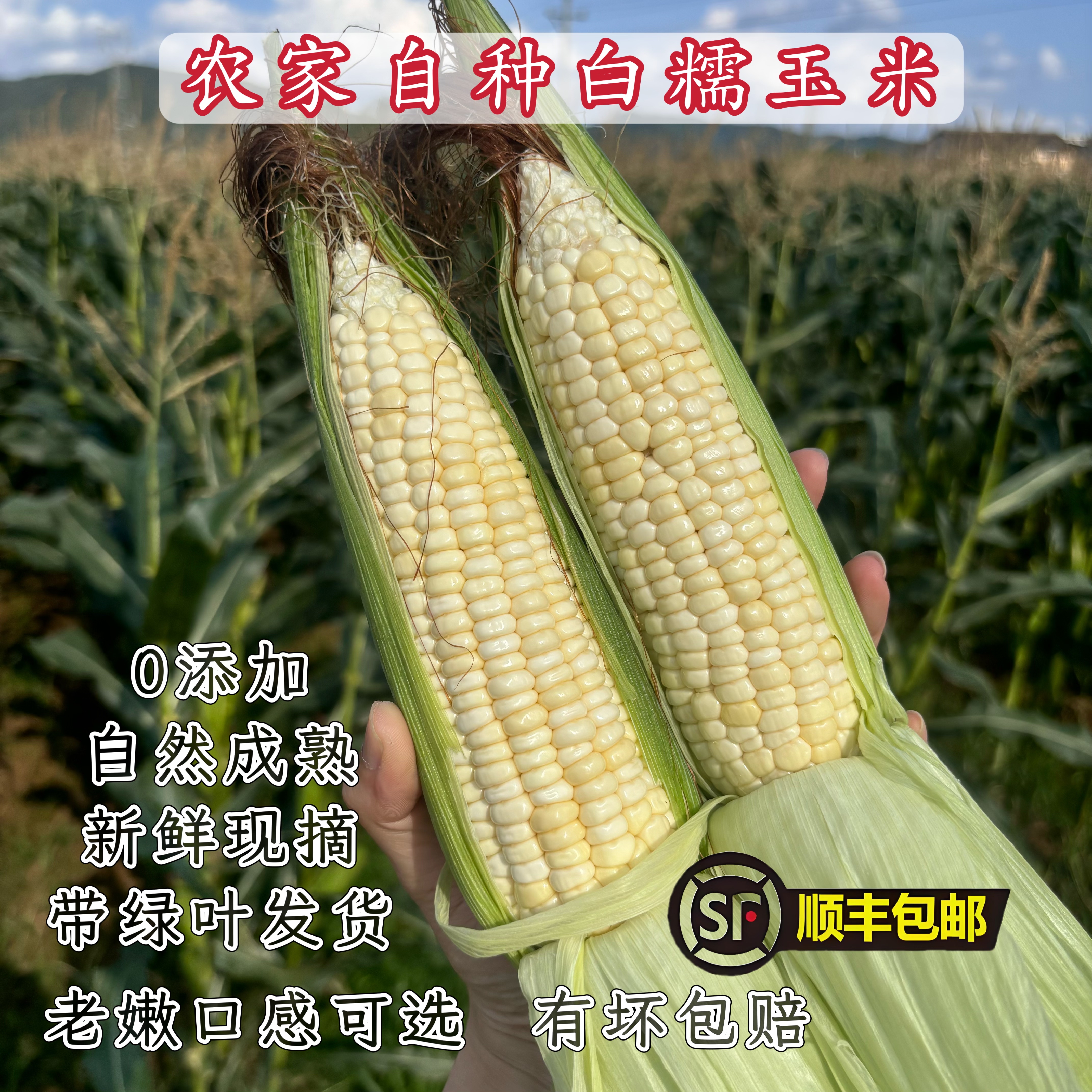 顺丰农家种植白甜糯玉米棒子苞谷粒当季新鲜现摘现发孕妇常备粗粮
