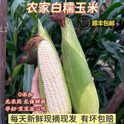 新鲜农家自种甜糯玉米现摘带叶发货孕妇健康粗粮非转基因顺丰包邮