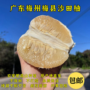 广东特产正宗梅州沙田柚纯甜白心金柚当季新鲜现摘孕妇水果非容县