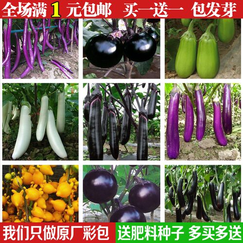 白茄子销量排行榜 白茄子品牌热度排名 小麦优选