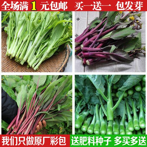 芥兰种子质量怎么样 芥兰种子口碑怎么样 小麦优选