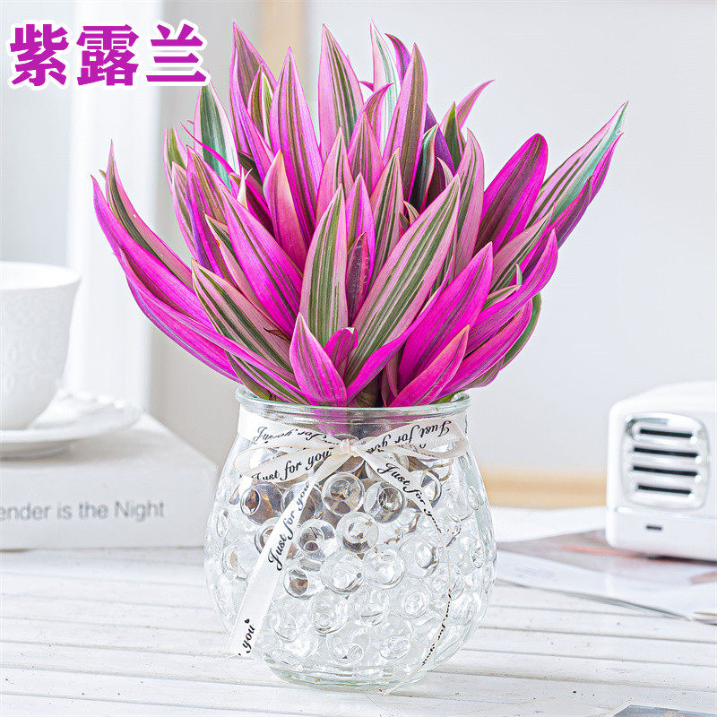 紫露兰水培绿植物吊兰小盆栽室内办公室桌面花卉油画婚礼四季好养