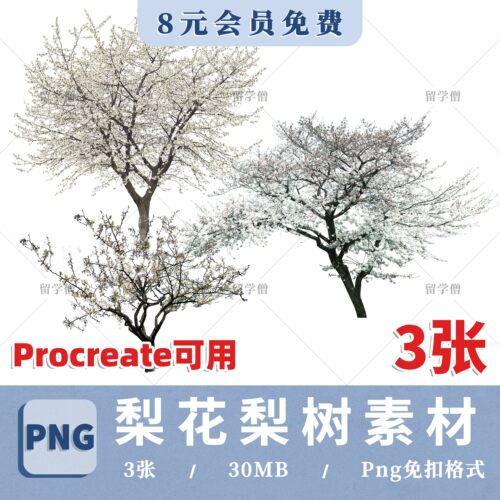 园林植物ps梨花梨树开花乔木树梨花梨树png免抠procreate贴图素材