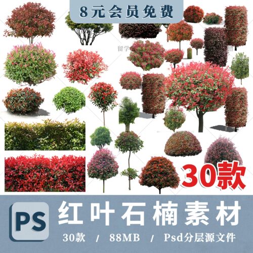 2026红叶石楠PNG高清免抠桩景造型红叶石楠桩PS素材procreate贴图