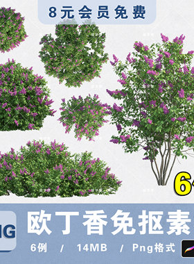 花境灌木欧丁香PNG高清免抠欧丁香平立面PS分层素材procreate贴图
