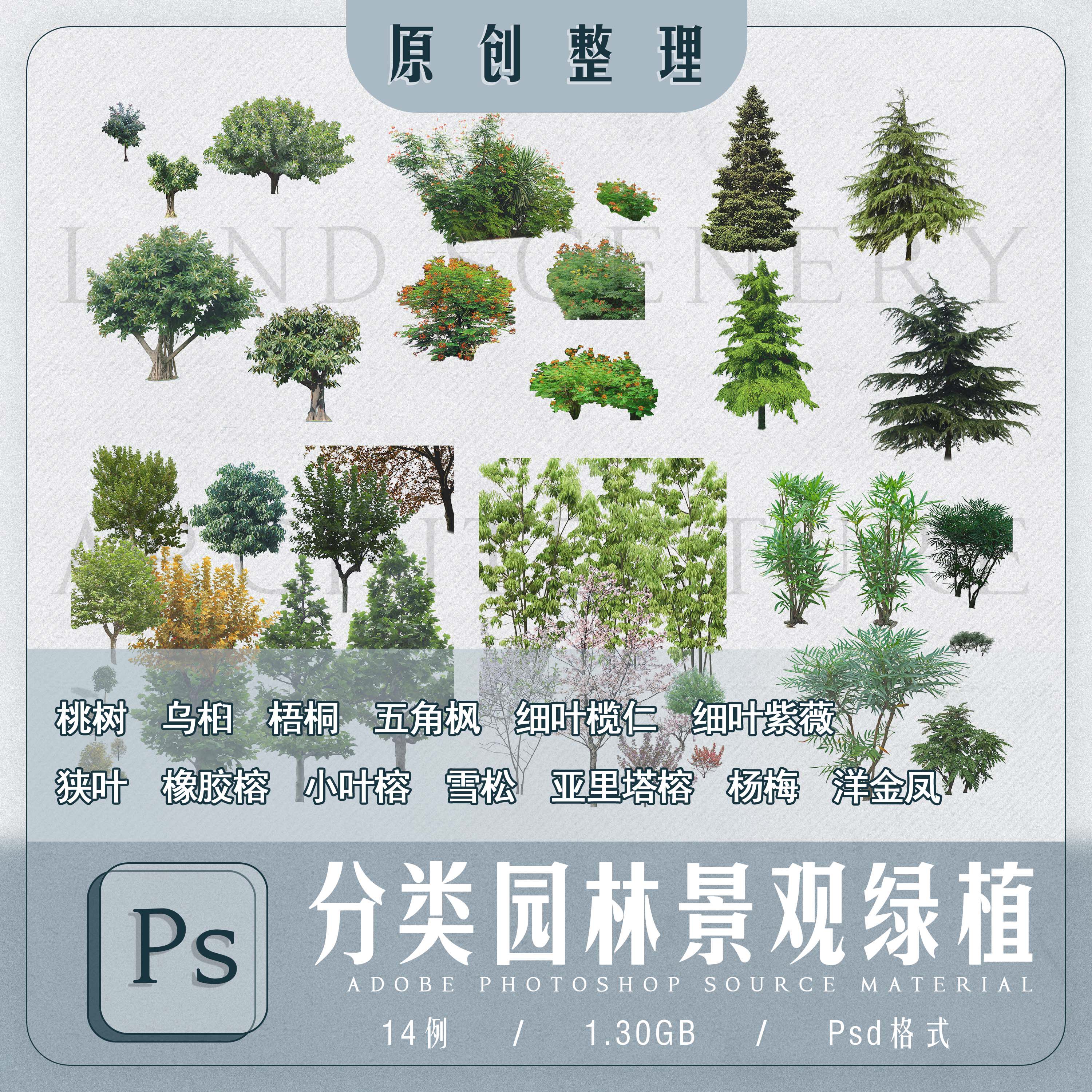 ps植物桃树乌桕梧桐五角枫细叶榄仁紫薇橡胶小叶榕雪松杨梅ps贴图