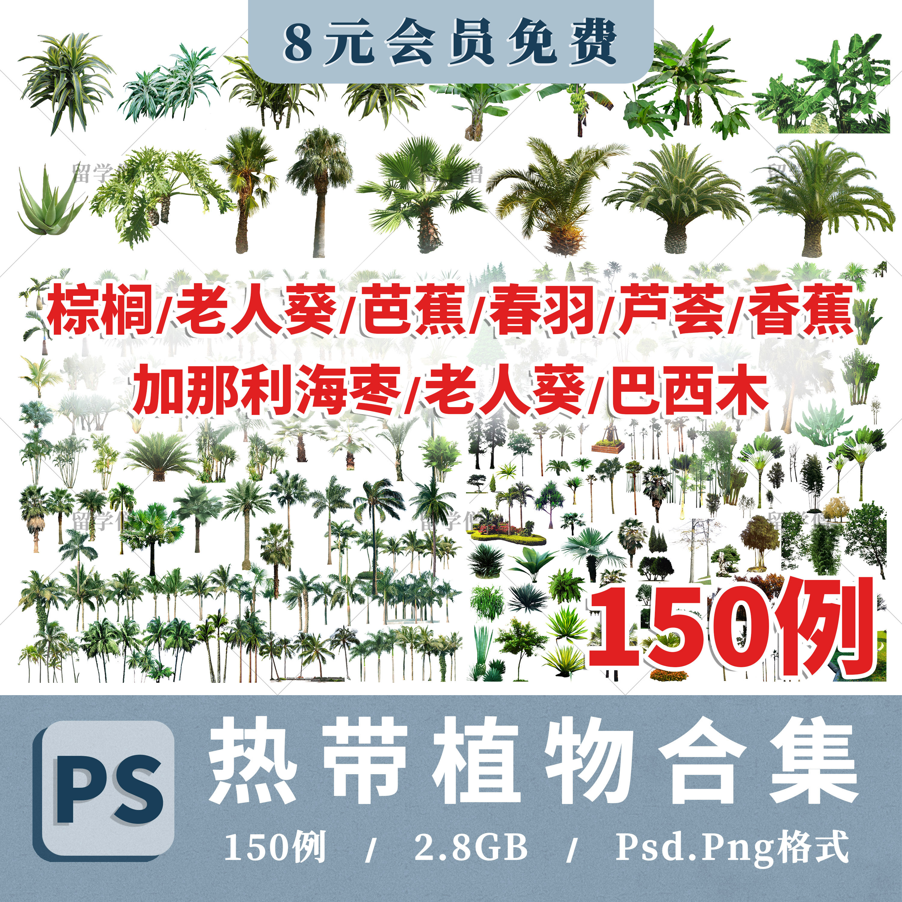 热带植物素材棕榈巴西木老人葵春羽芦荟香蕉芭蕉加纳利海枣ps贴图,商务/设计服务,设计素材/源文件,淘宝优惠券,粉丝福利购,淘宝优惠卷