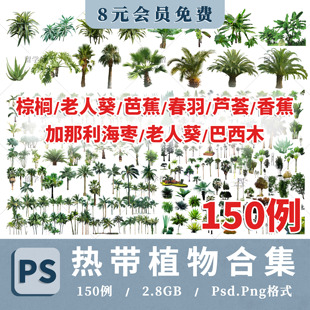 热带植物素材棕榈巴西木老人葵春羽芦荟香蕉芭蕉加纳利海枣ps贴图