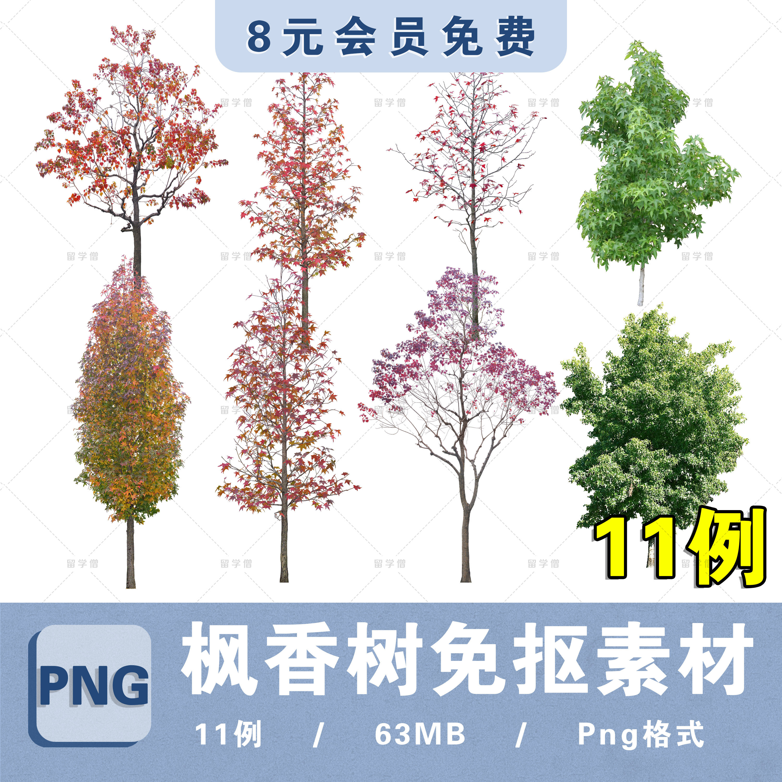 枫香树植物素材ps落叶乔木png白底免抠ps枫香树procreate贴图素材