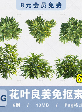 花叶良姜艳山姜高清PNG免抠植物PS分层图片procreate植物贴图素材